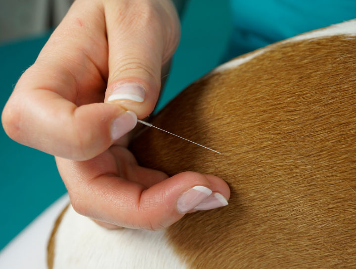 Acupuncture for Pets in Queensbury