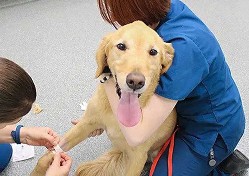 Carousel Slide 1: Dog veterinary care